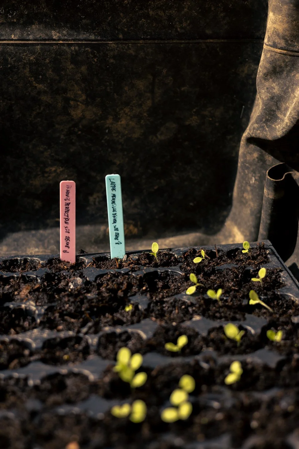 photographe semis paris 