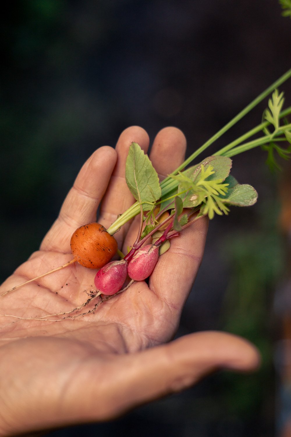 potager légume paris 