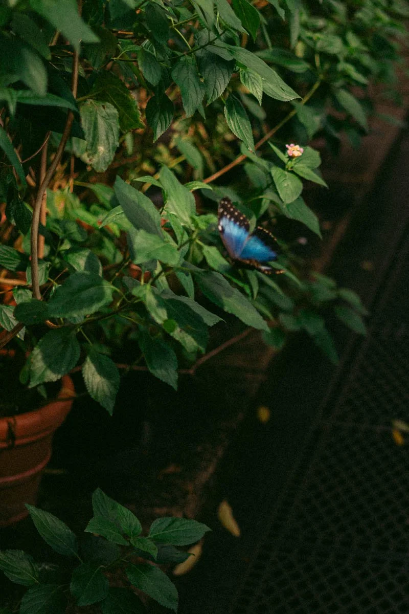 Photos jardins botaniques © Eleonore Wallet -22.jpg