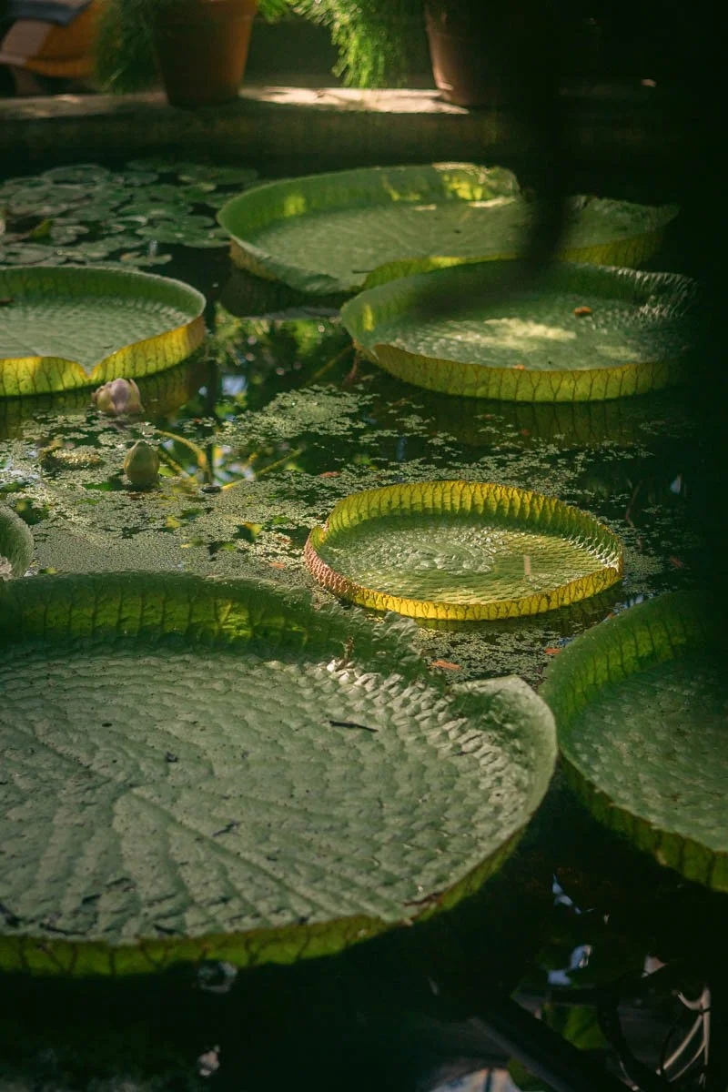 Photos jardins botaniques © Eleonore Wallet -05.jpg