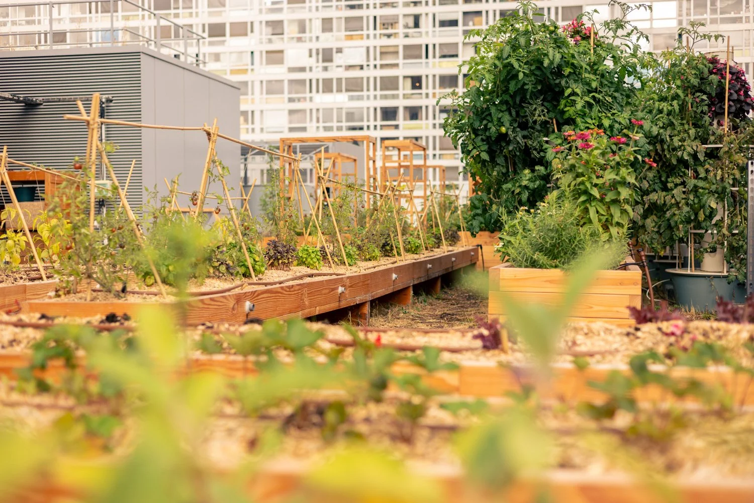 2609_Cueillette Urbaine Pulman  © Eléonore Wallet -27.jpg