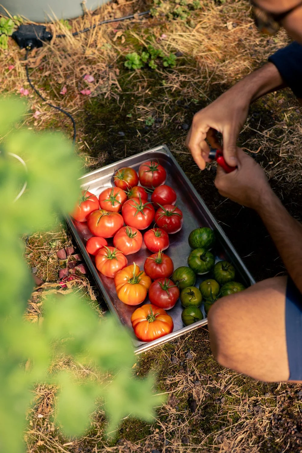 tomate recolte photo paris 