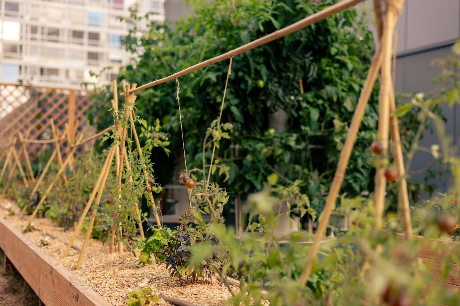 2609_Cueillette Urbaine Pulman  © Eléonore Wallet -29.jpg