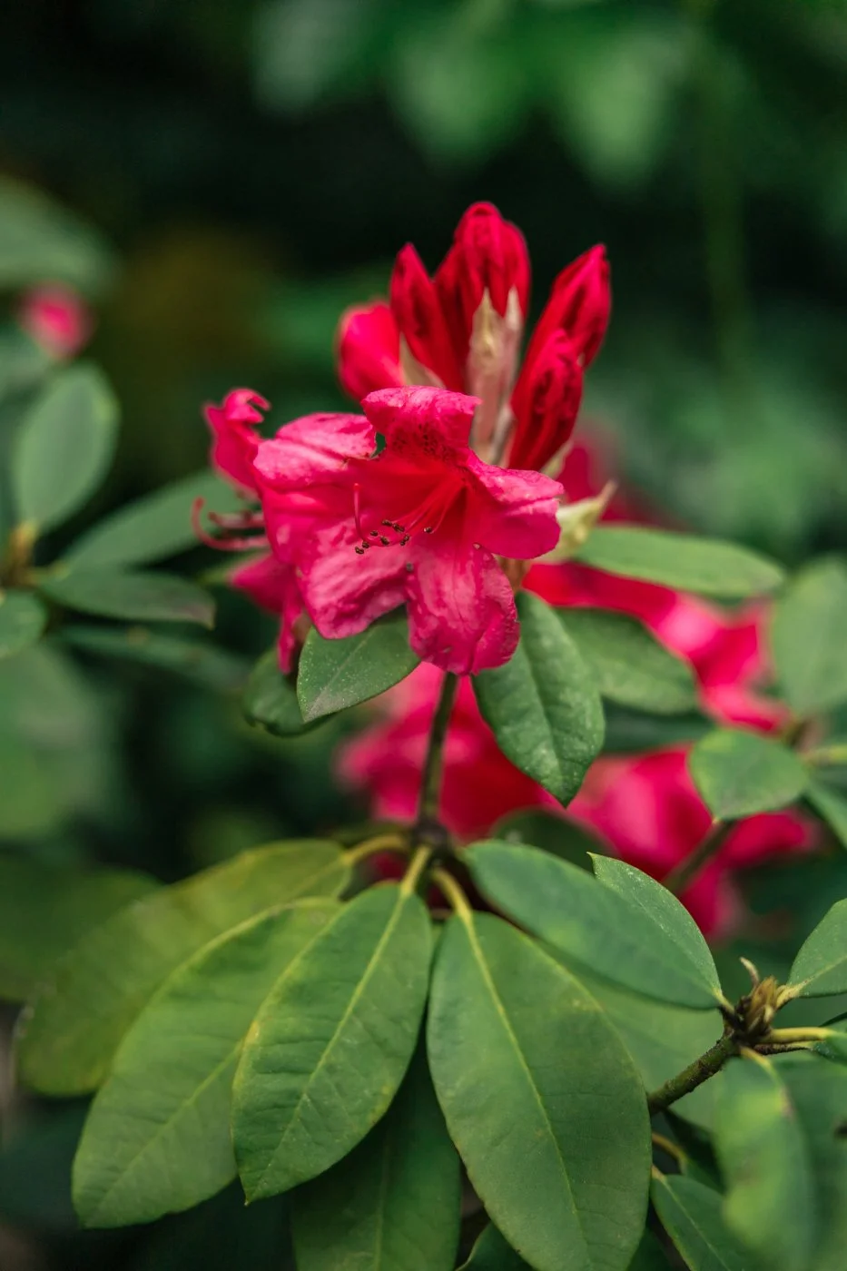 photo rhododendron jardin 