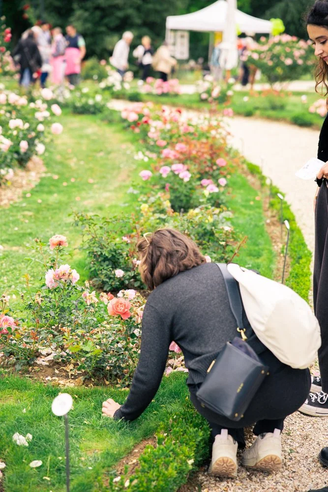 photographie jardin rose 