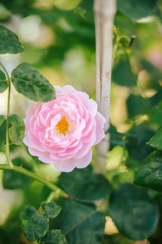 photographie fleurs paris 