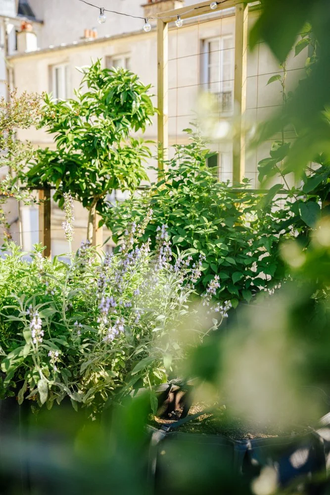 photographie paris jardin 