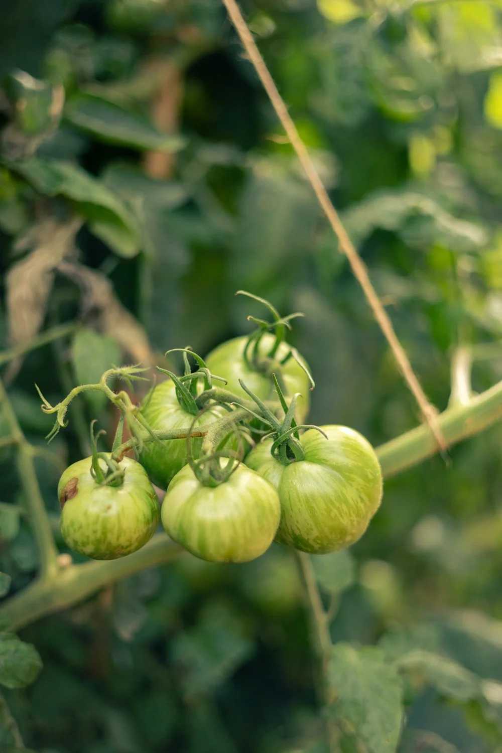 photographe jardin paris tomate