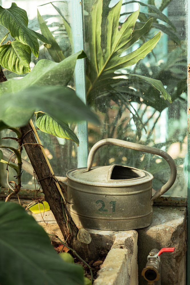 photo plantes botaniques 