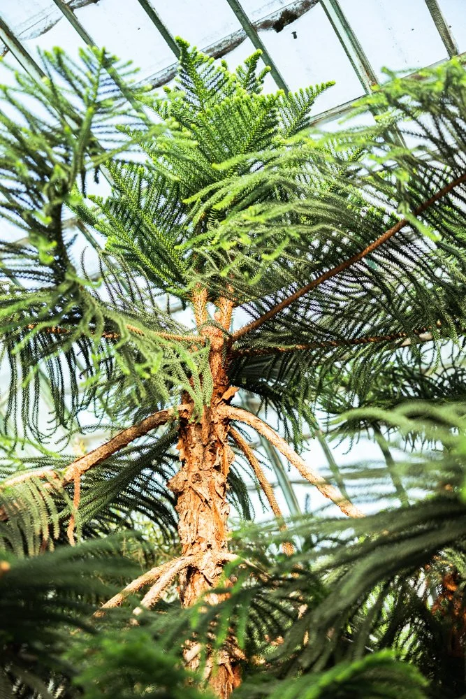 photo plantes exotiques 