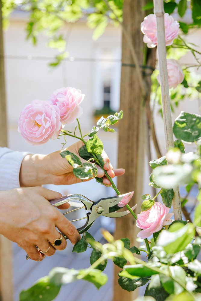 photographe spécialiste jardin 