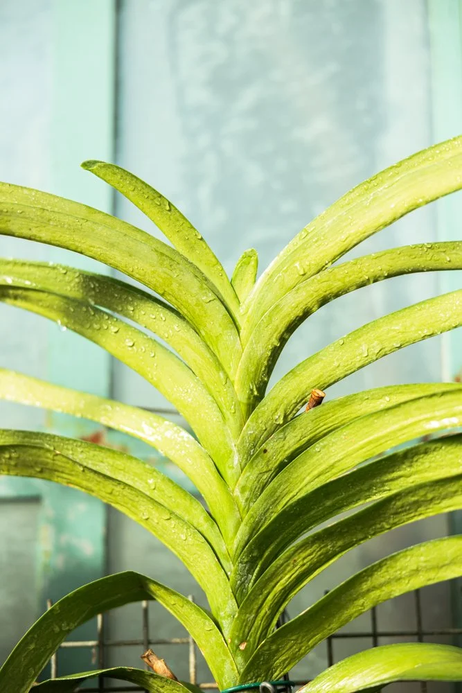 photographe plantes paris 