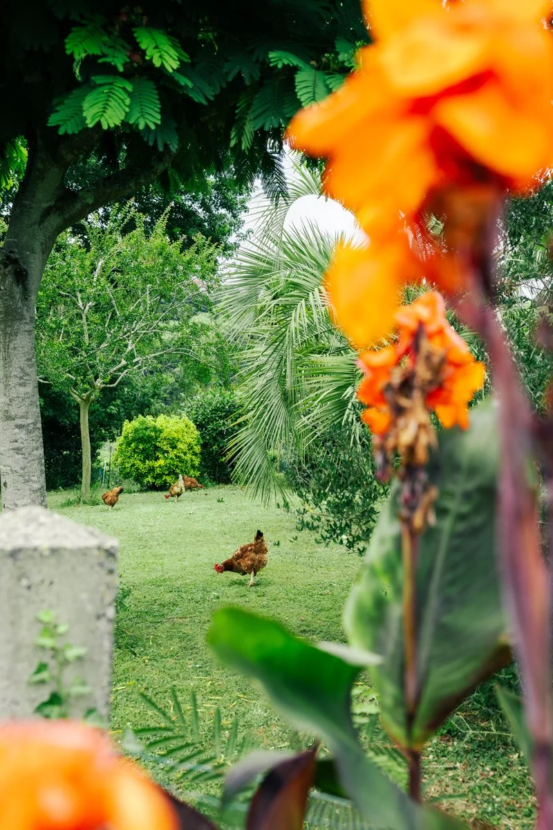 jardin pays basque 