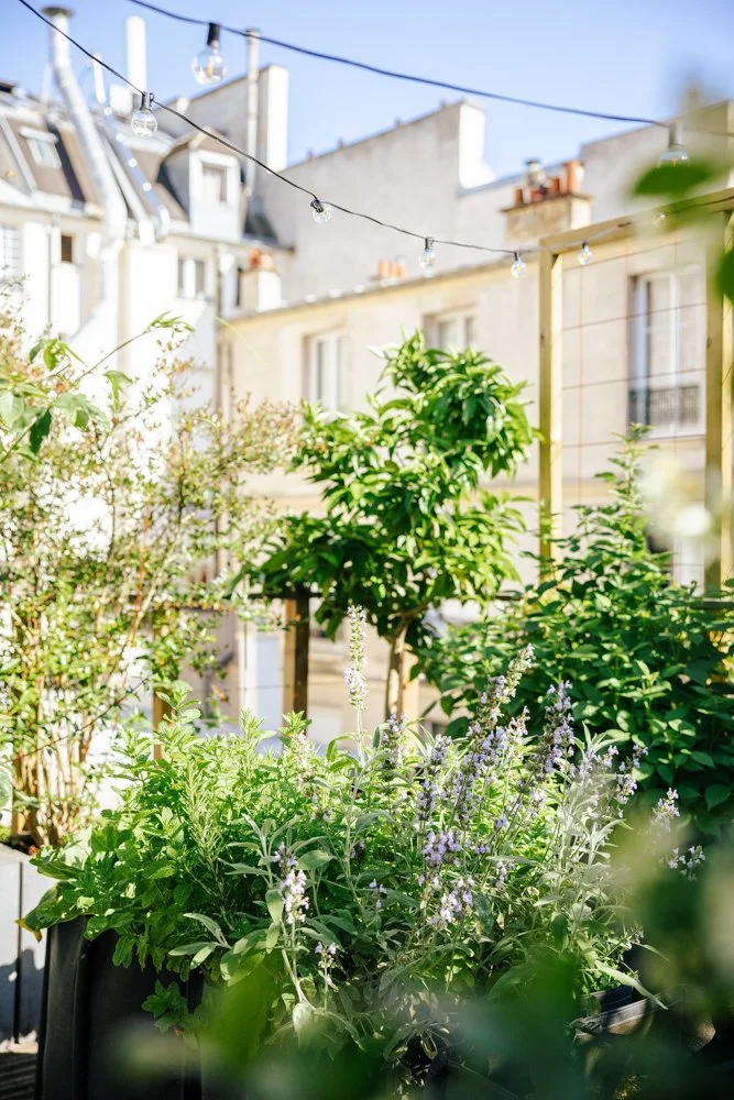 photographie terasse vegetale paris 