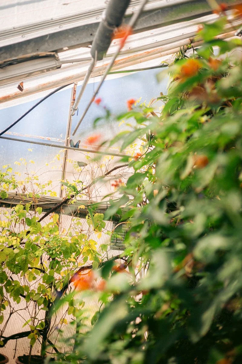 Photos jardins botaniques © Eleonore Wallet -23.jpg