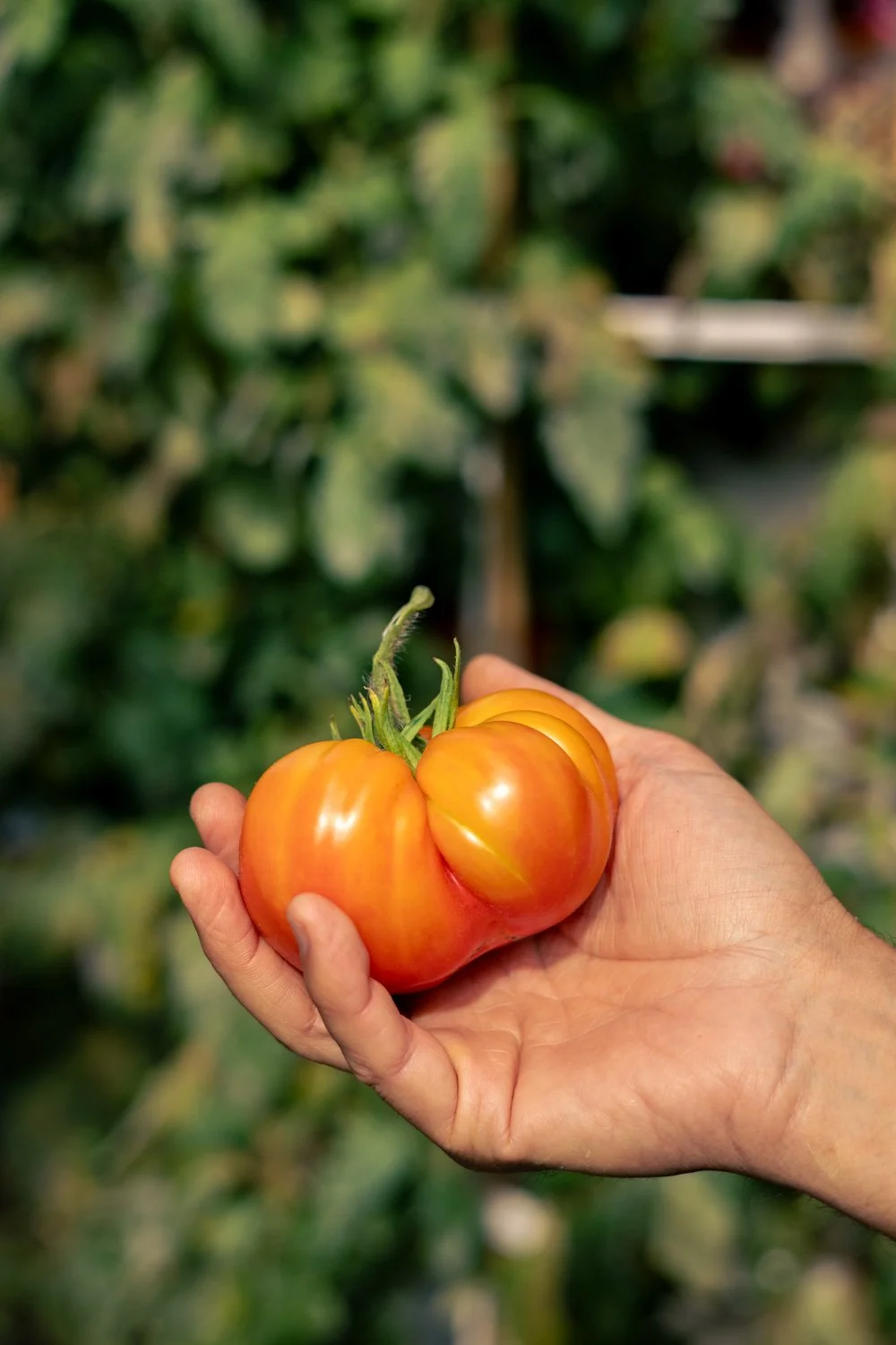 photographe récolte paris 
