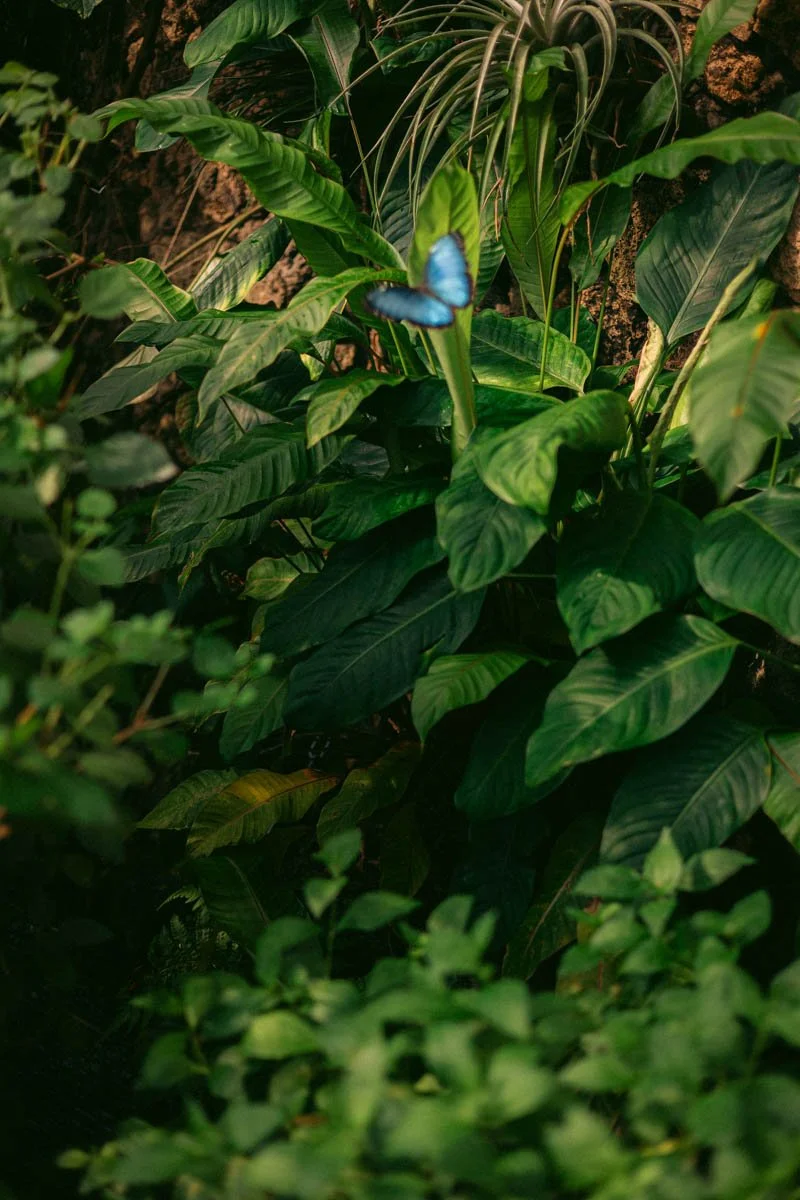 Photos jardins botaniques © Eleonore Wallet -19.jpg