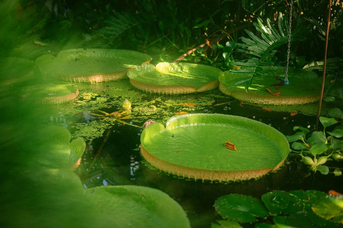 Photos jardins botaniques © Eleonore Wallet -08.jpg