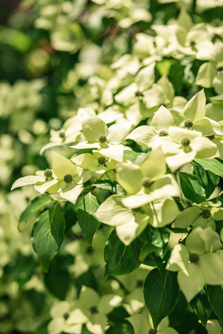 photo paysage fleur jardin 