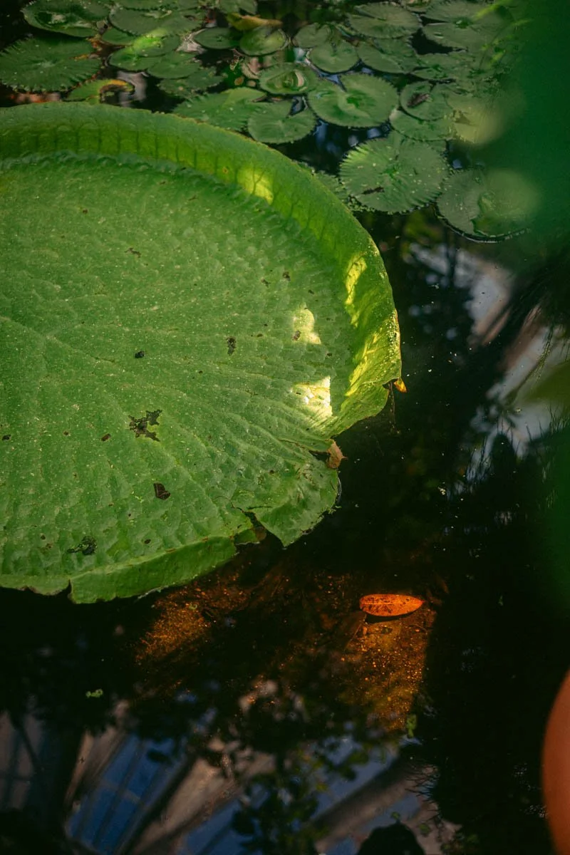 Photos jardins botaniques © Eleonore Wallet -07.jpg