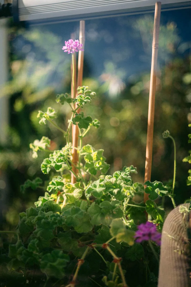 Photos jardins botaniques © Eleonore Wallet -16.jpg