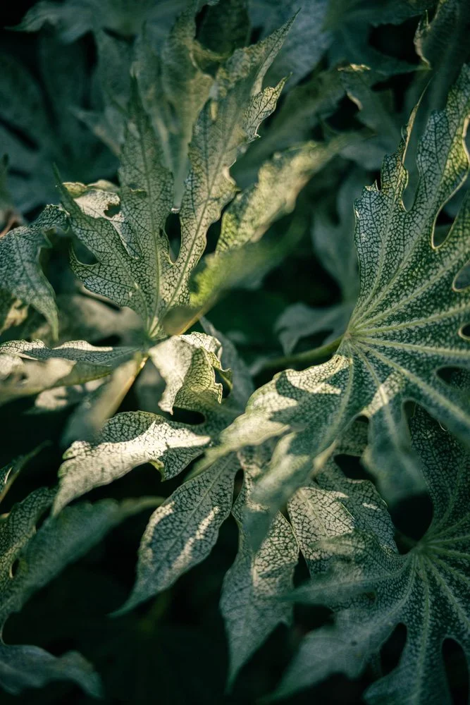plante-montperthuis-photographe-jardin