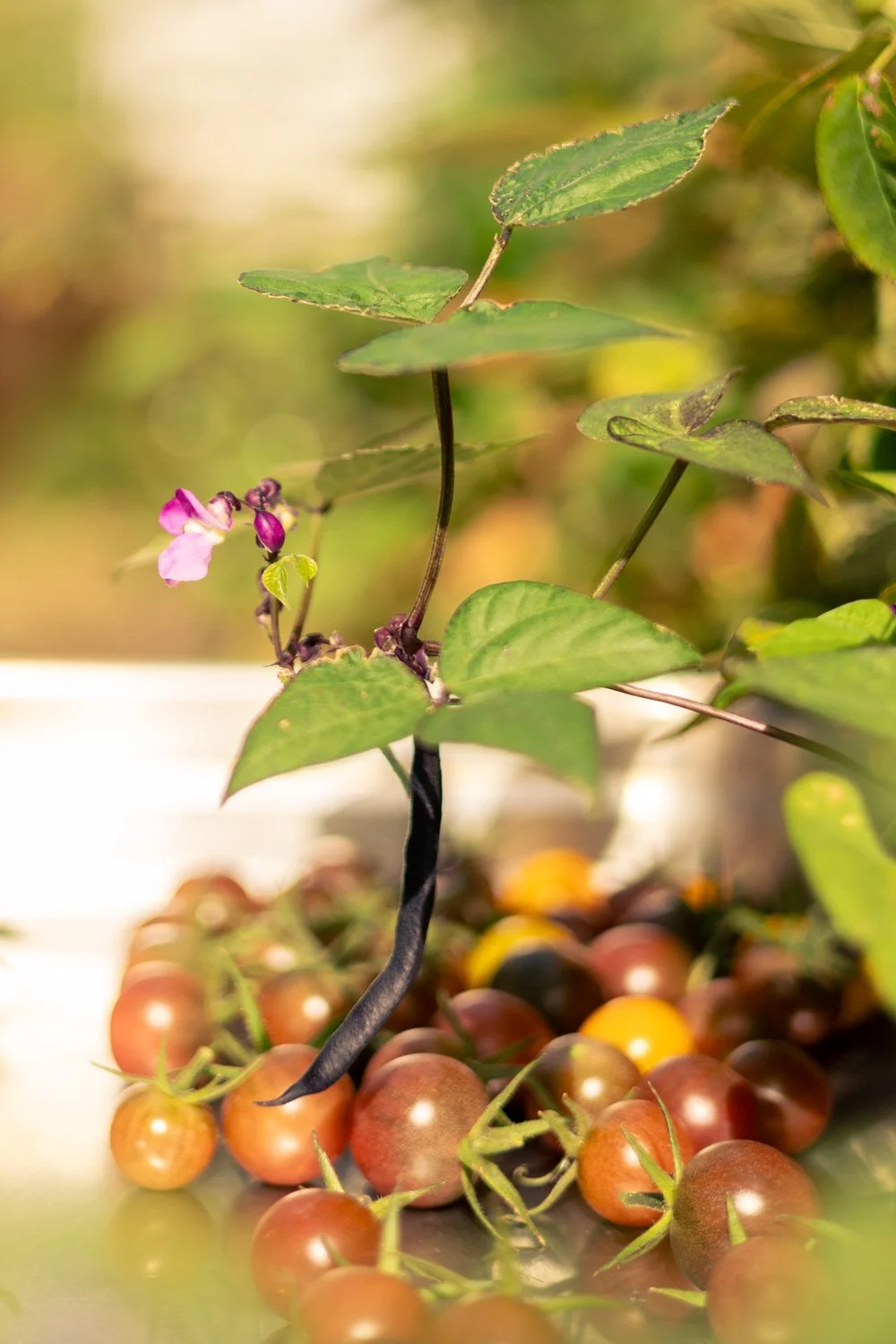 photographe végétal paris 