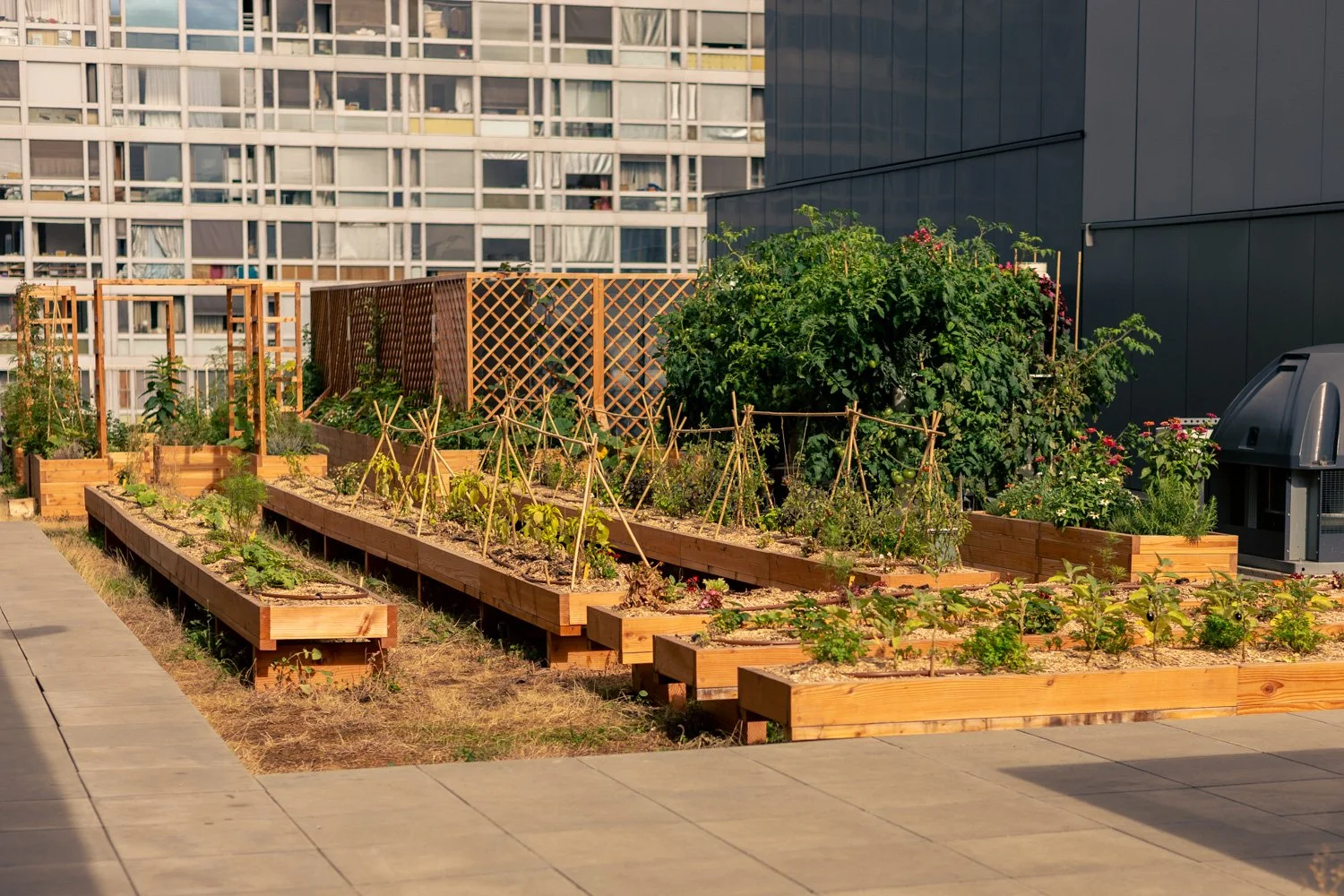 2609_Cueillette Urbaine Pulman  © Eléonore Wallet -28.jpg