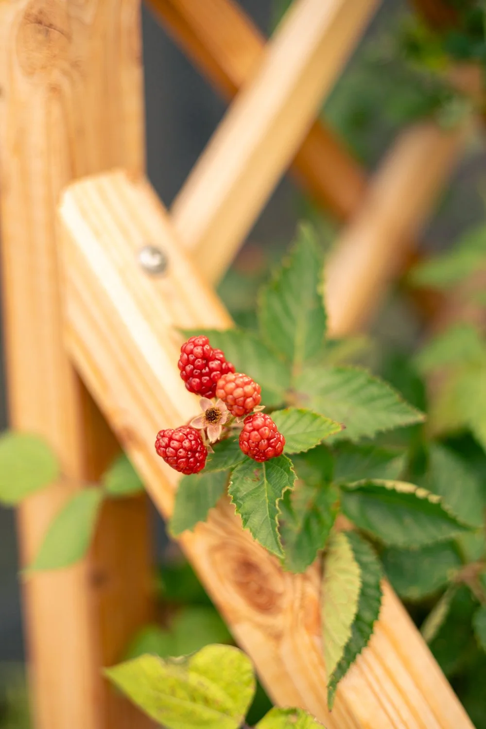 photographe jardin paris framboise