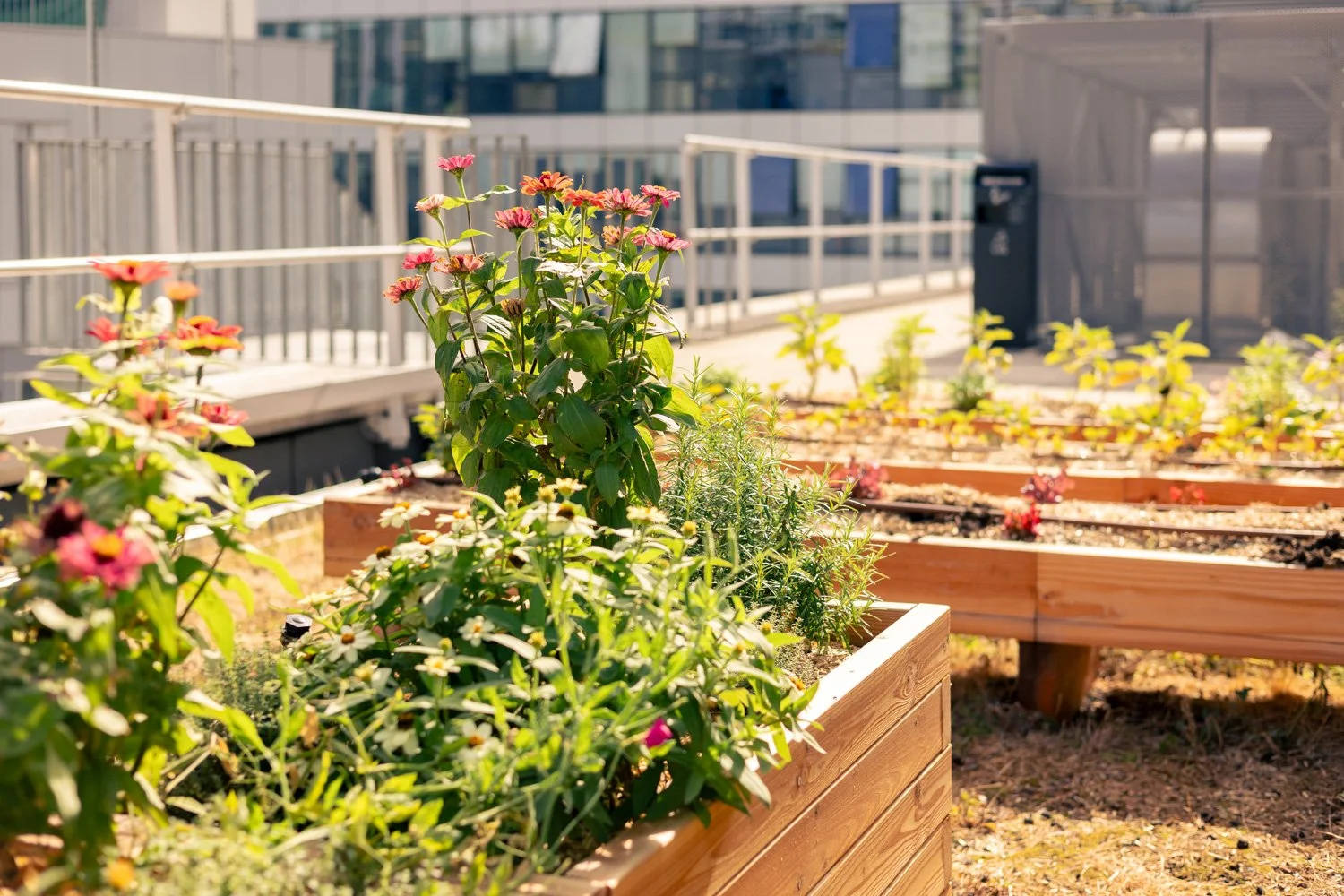 2609_Cueillette Urbaine Pulman  © Eléonore Wallet -15.jpg