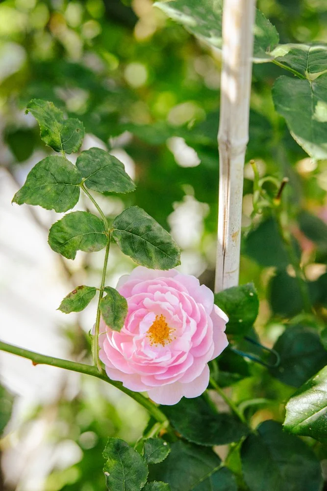 photographe immobilier jardin 