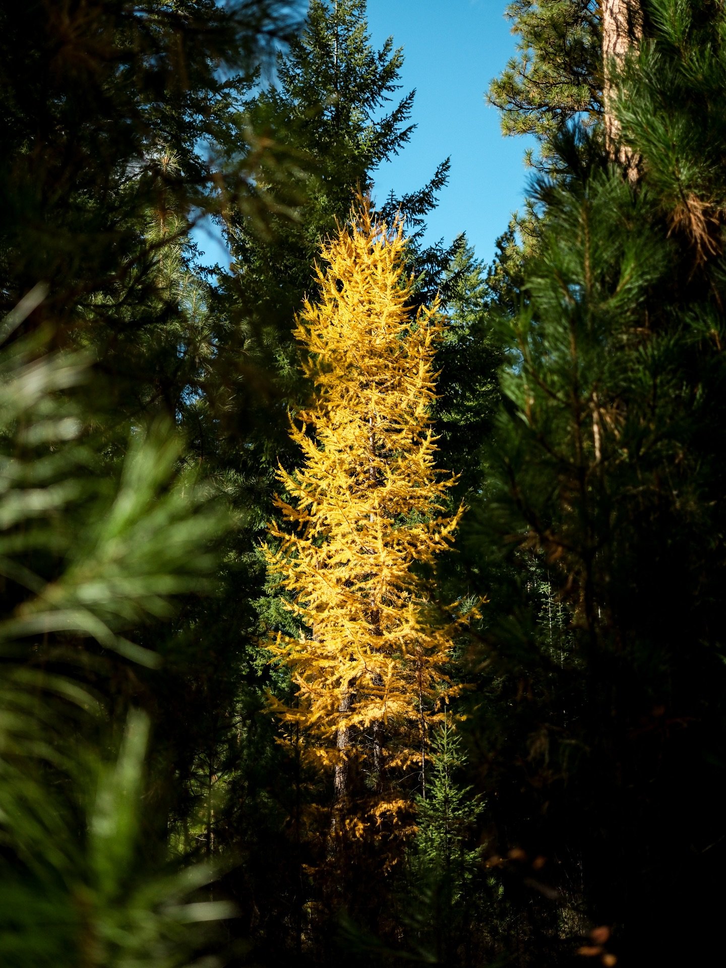 The trees have really outdone themselves this year. Love a good leaf fashion show on a bike ride or walk!

#bendoregon #centraloregonlife #fallleaves