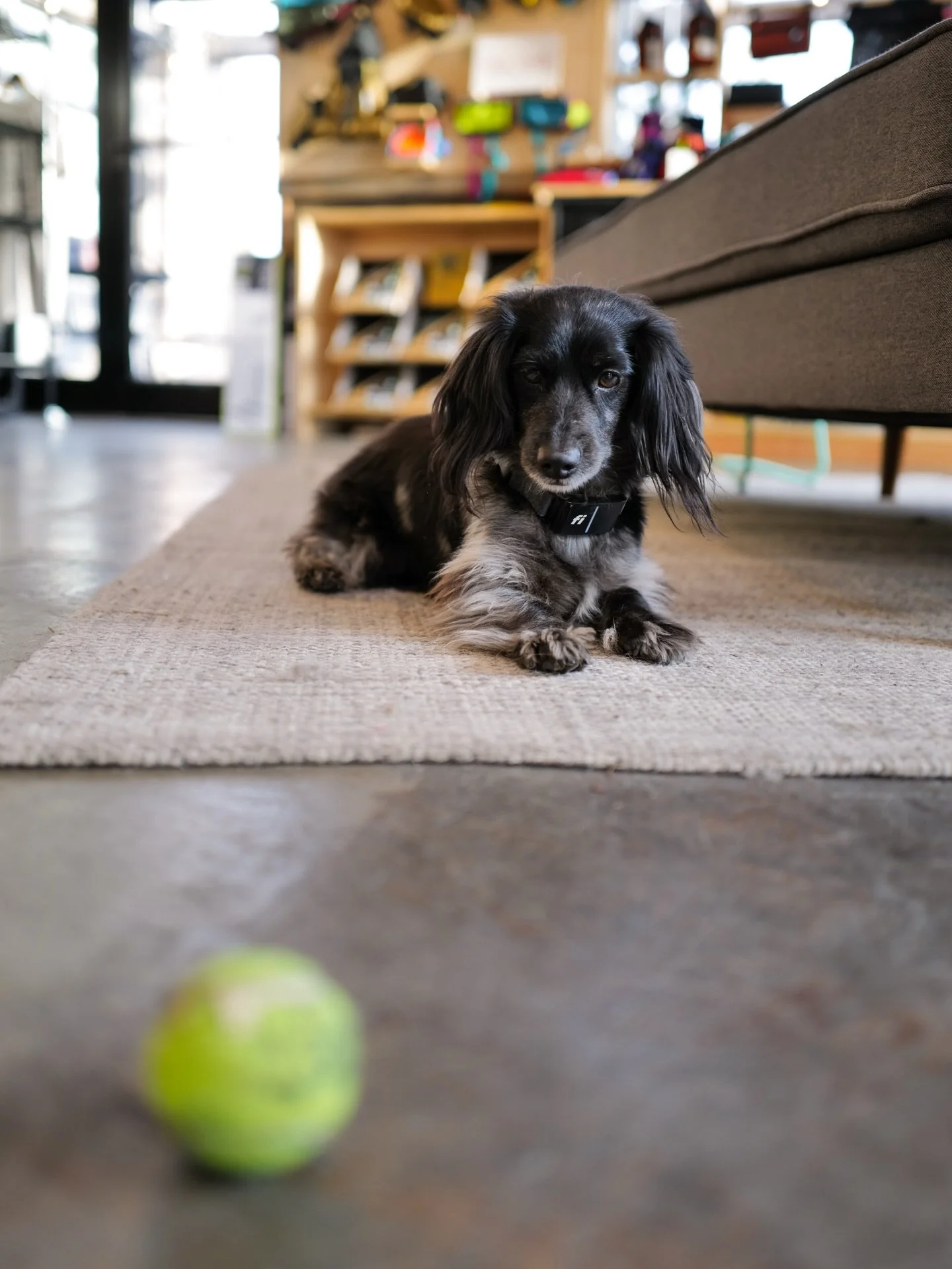 The snow is falling making this week feel real cozy ⛷️❄️

#bendoregon #bikelife #smallshop #shopdog #bikepacking
