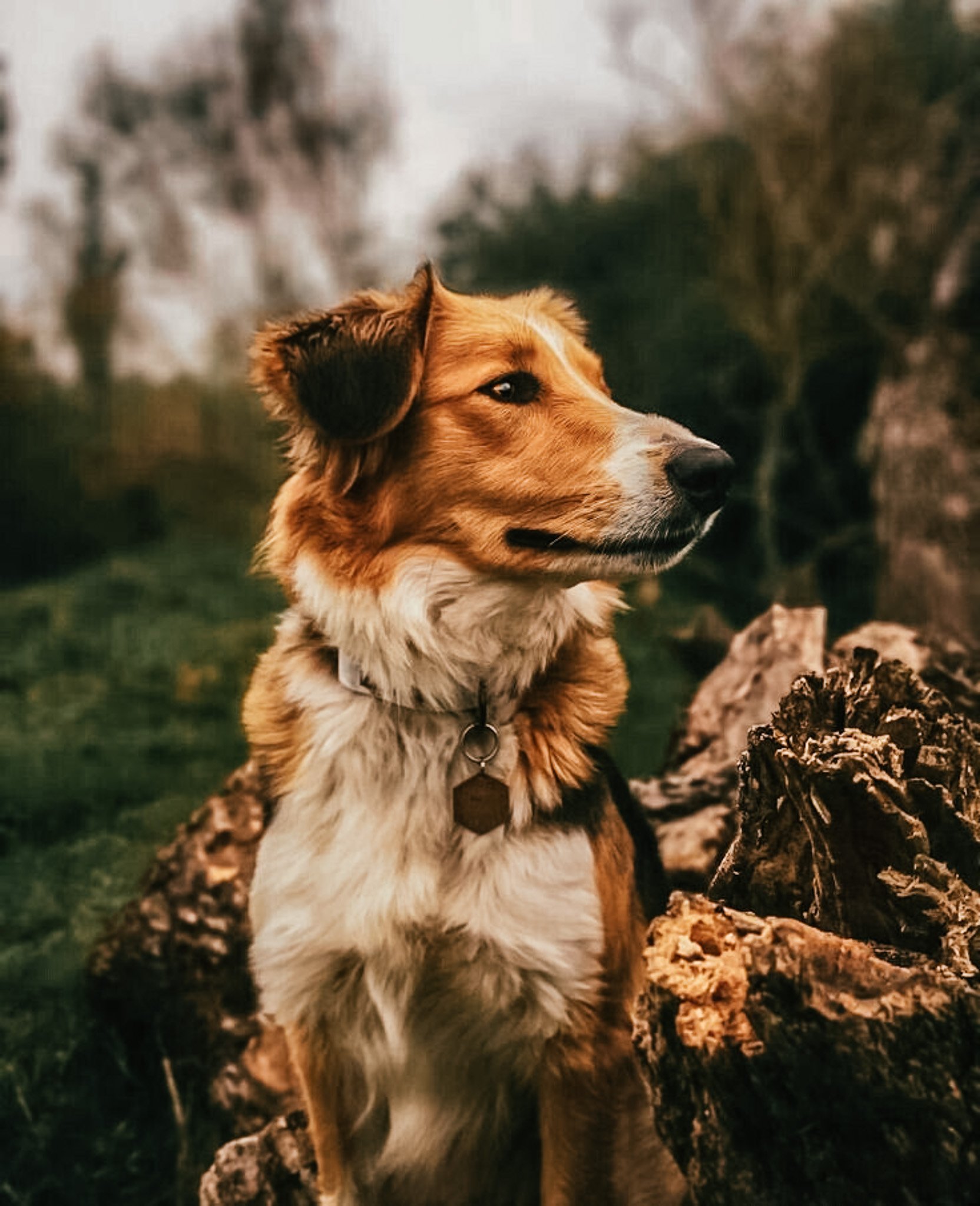 🍂🌲Лэйс🌲🍂.jpg