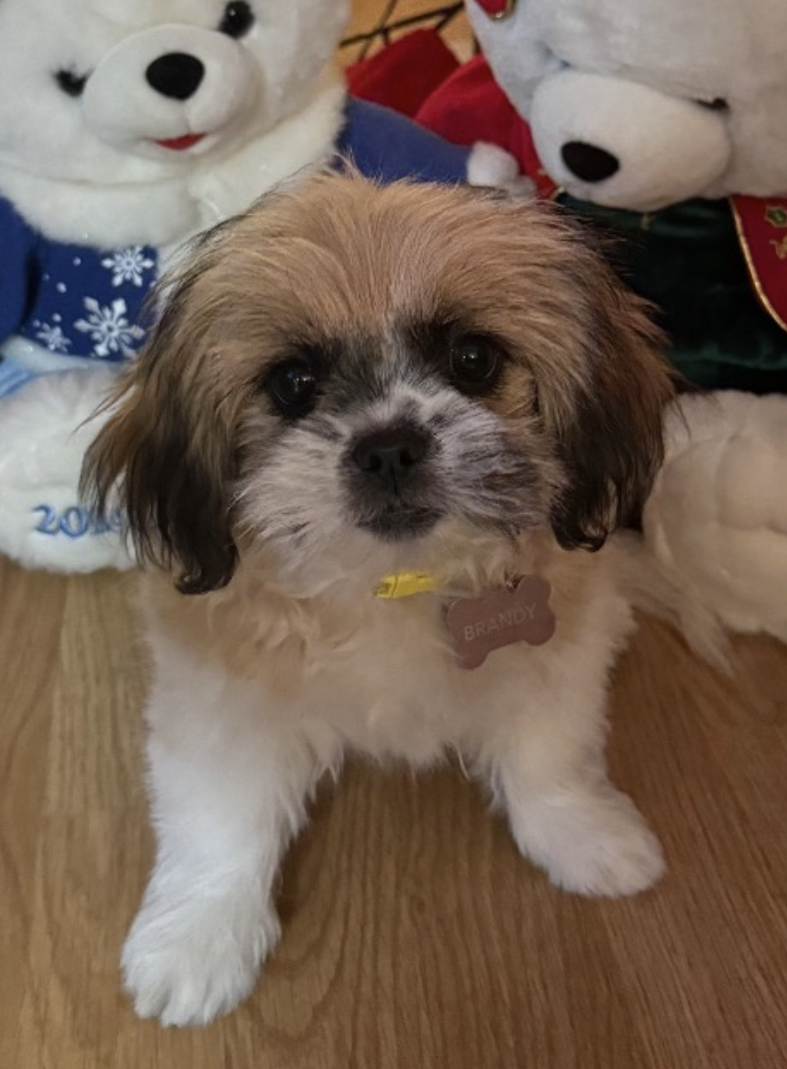 Brandy - Source Picture