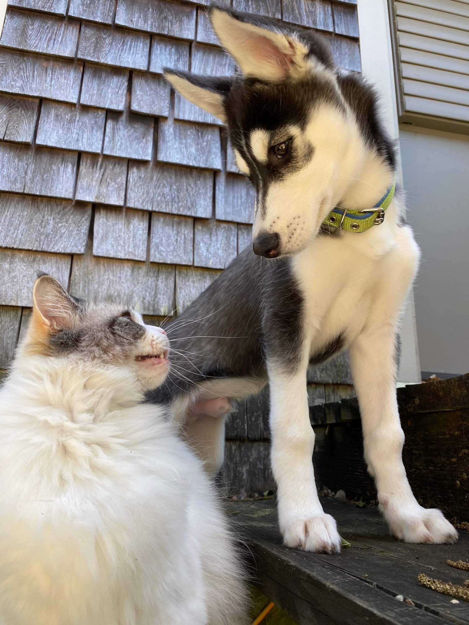 Puppy and Cat Source