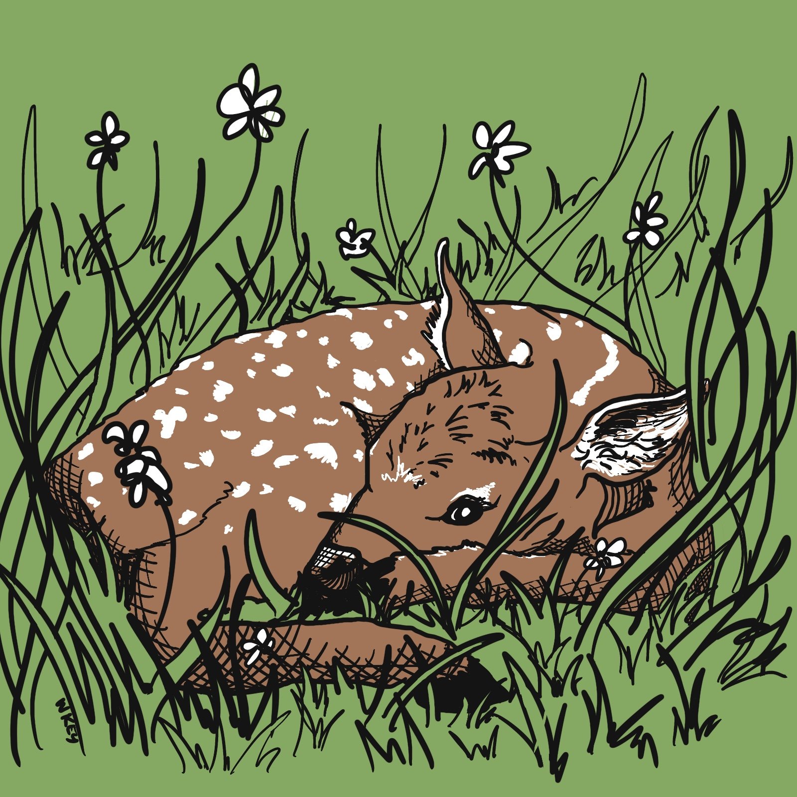 Fawn in Grass