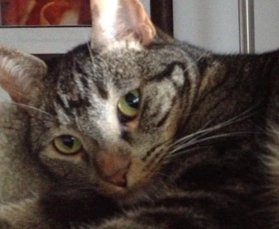 Maya - Source Picture