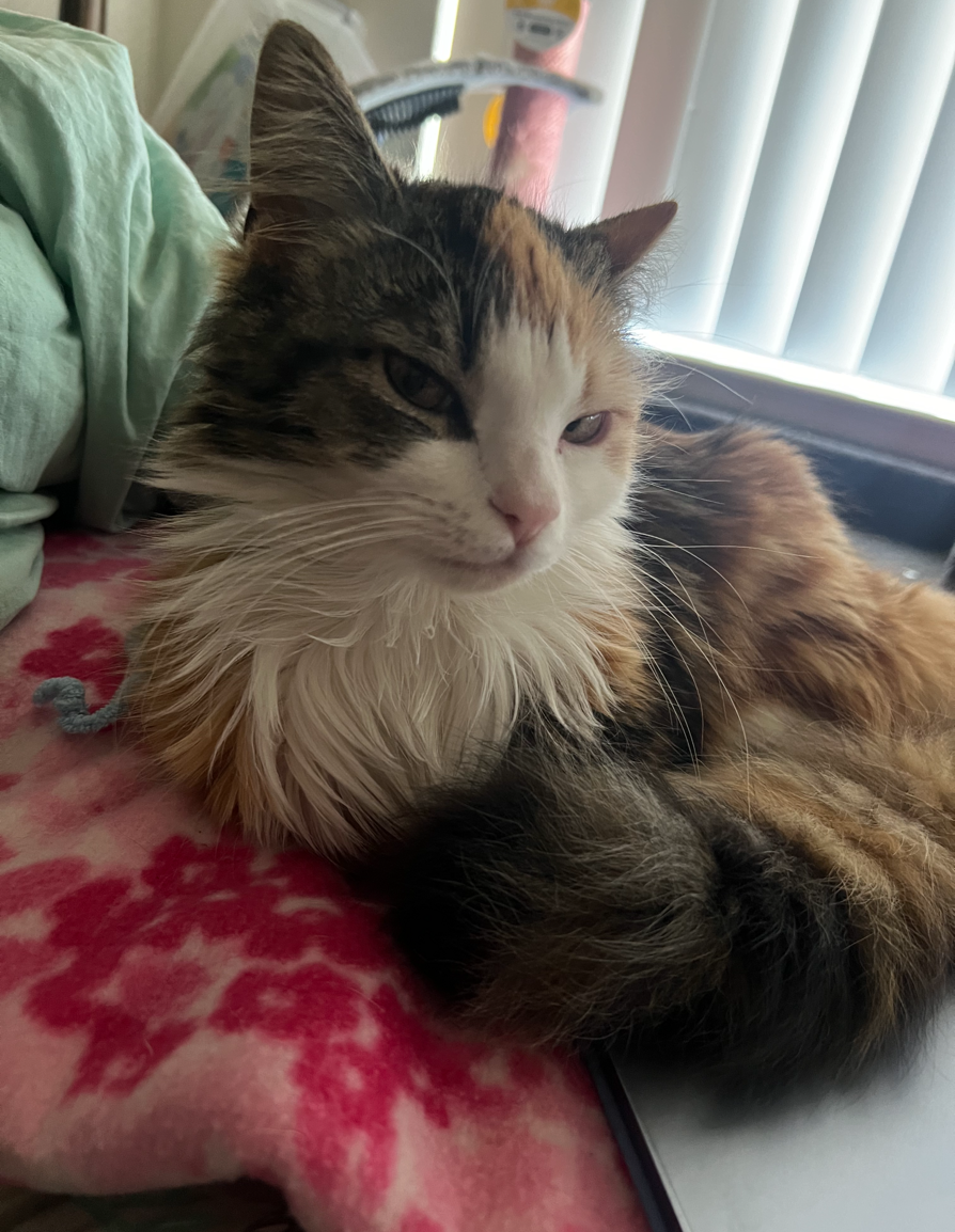 Gizmo Source