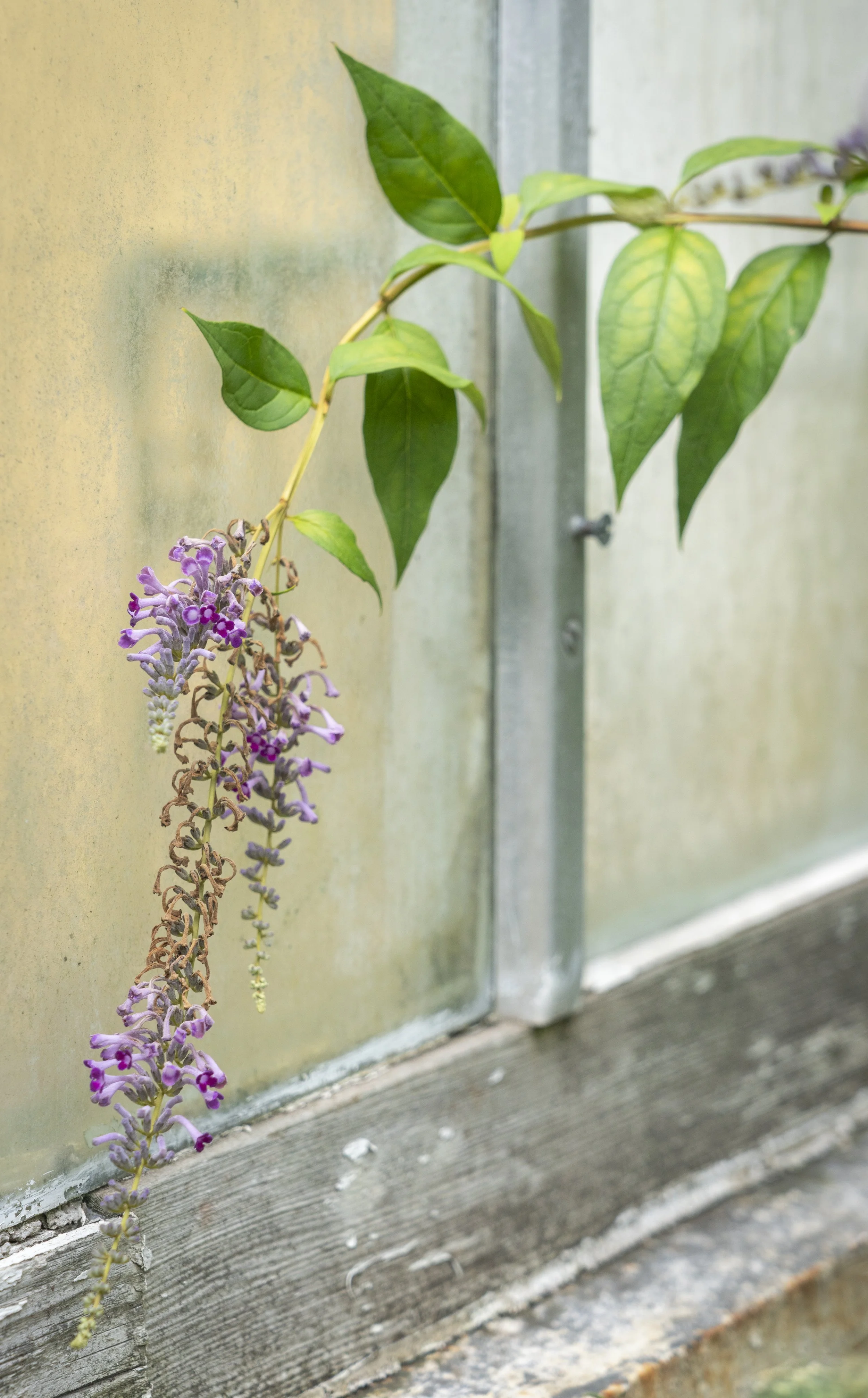 Whisper at the Window