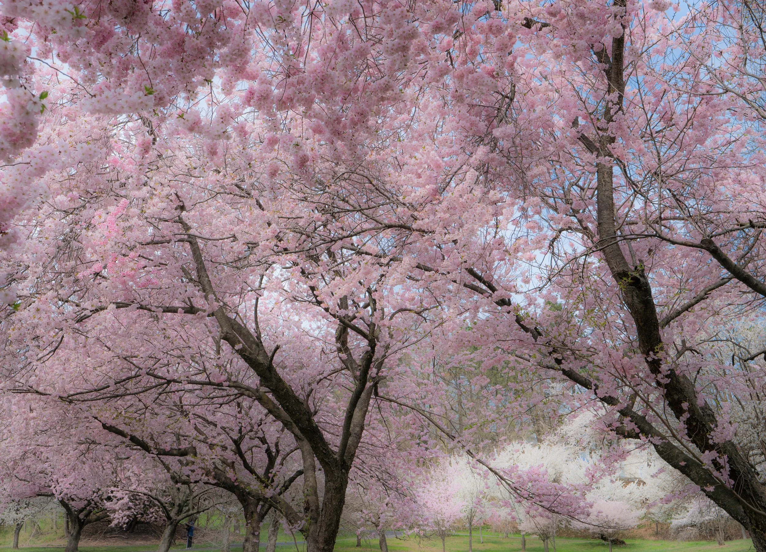 Cherry Blossom Breeze