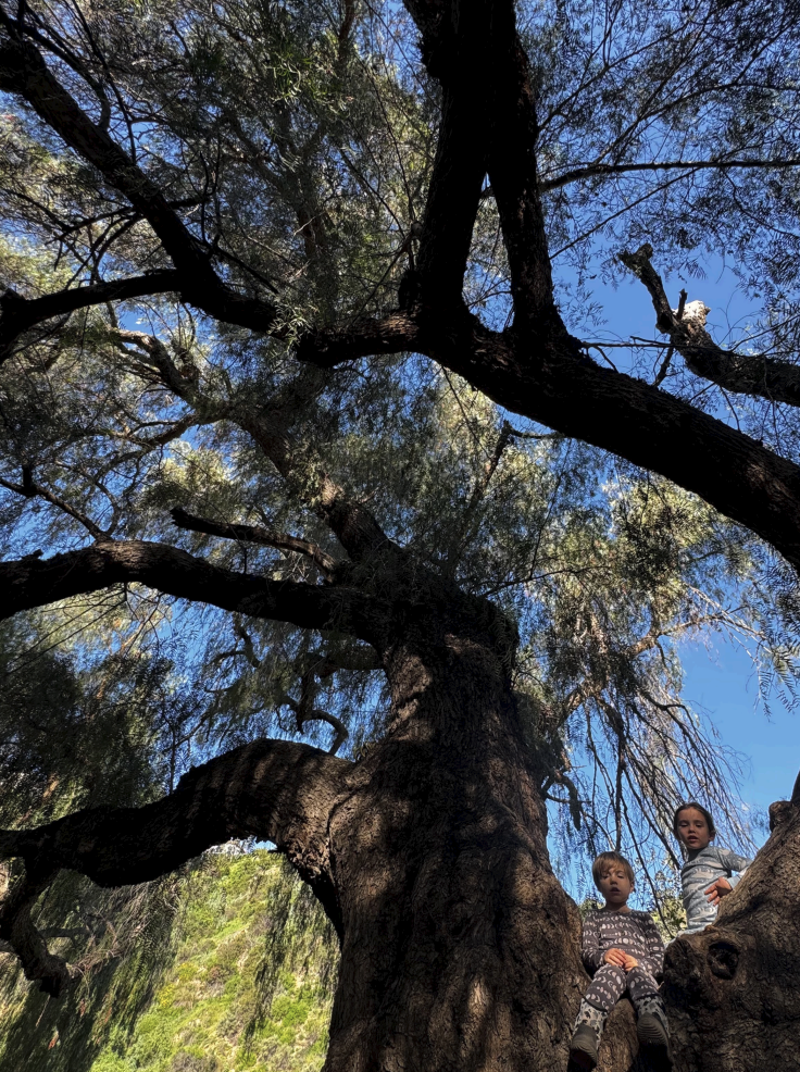 Young children climbing a large tree during outdoor preschool in the Pasadena Altadena area.