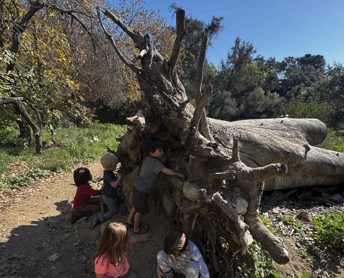 Children exploring a large fallen tree at outdoor forest school in Pasadena, California.