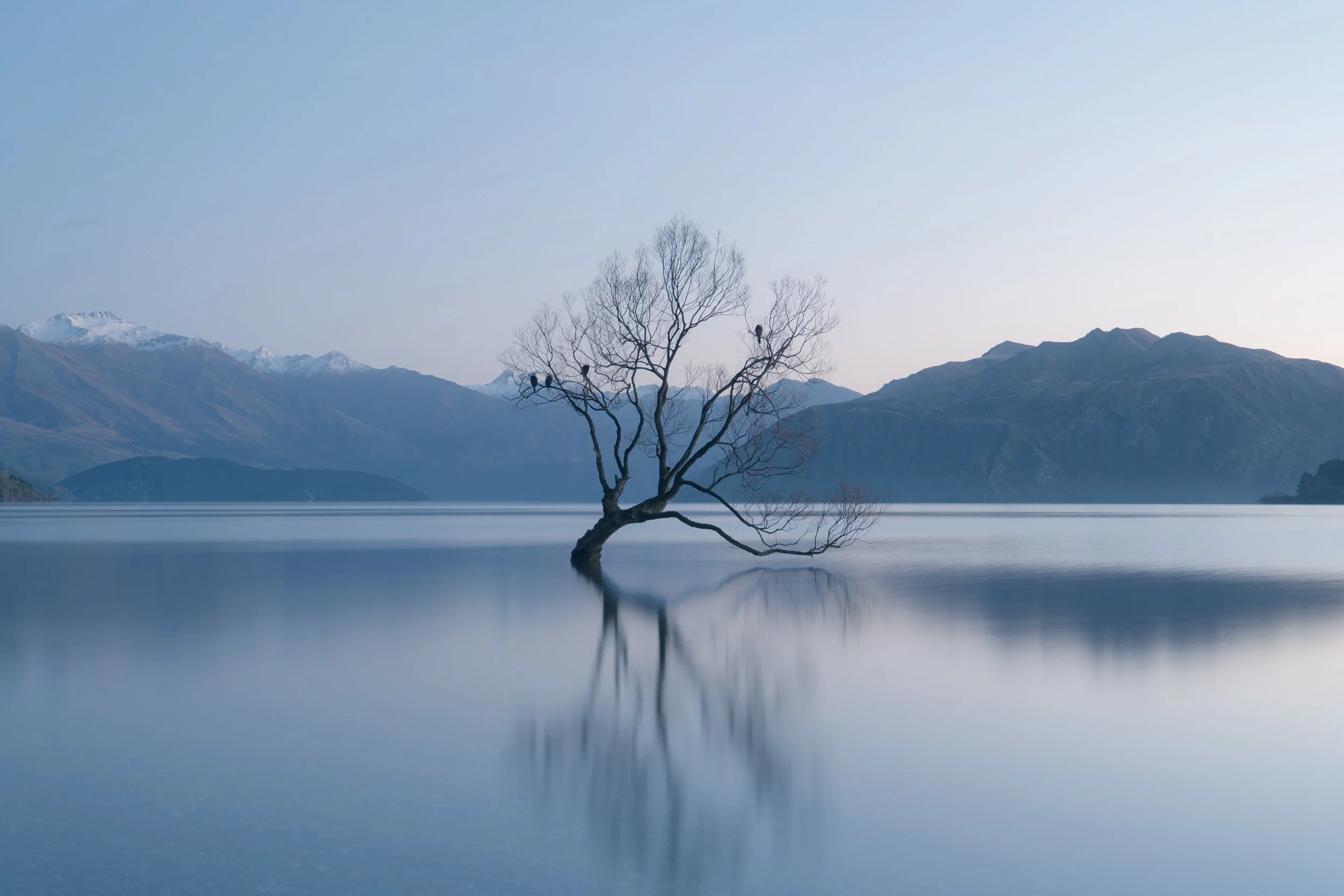 A solitary leafless tree growing in a body of water with mountains in the background and a clear sky.