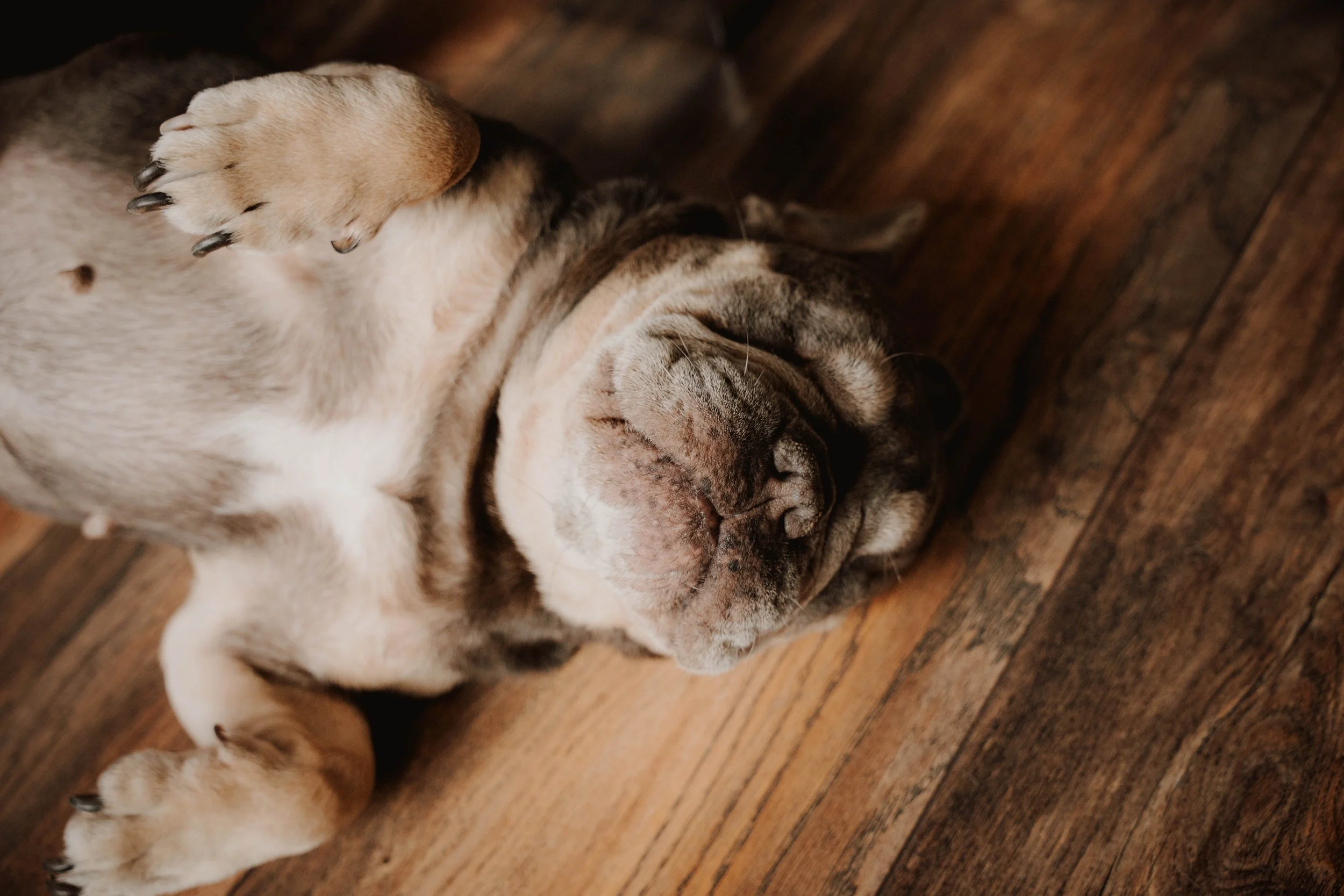A sleeping Shar Pei puppy lying on wooden floor with its eyes closed and paws curled up.
