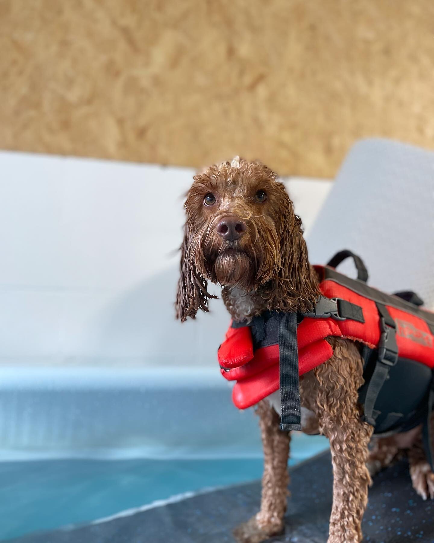 Hydrotherapy is a great form of exercise in the cold weather and here&rsquo;s why! 🤍

- The water is kept between 28-32 degrees allowing the warm water to increase circulation which aids muscles, increases joint flexibility and reduces joint pain. 
