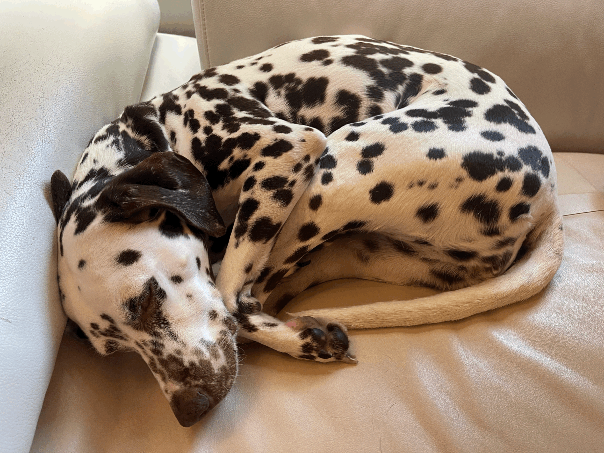 Your Excuses, Debunked.