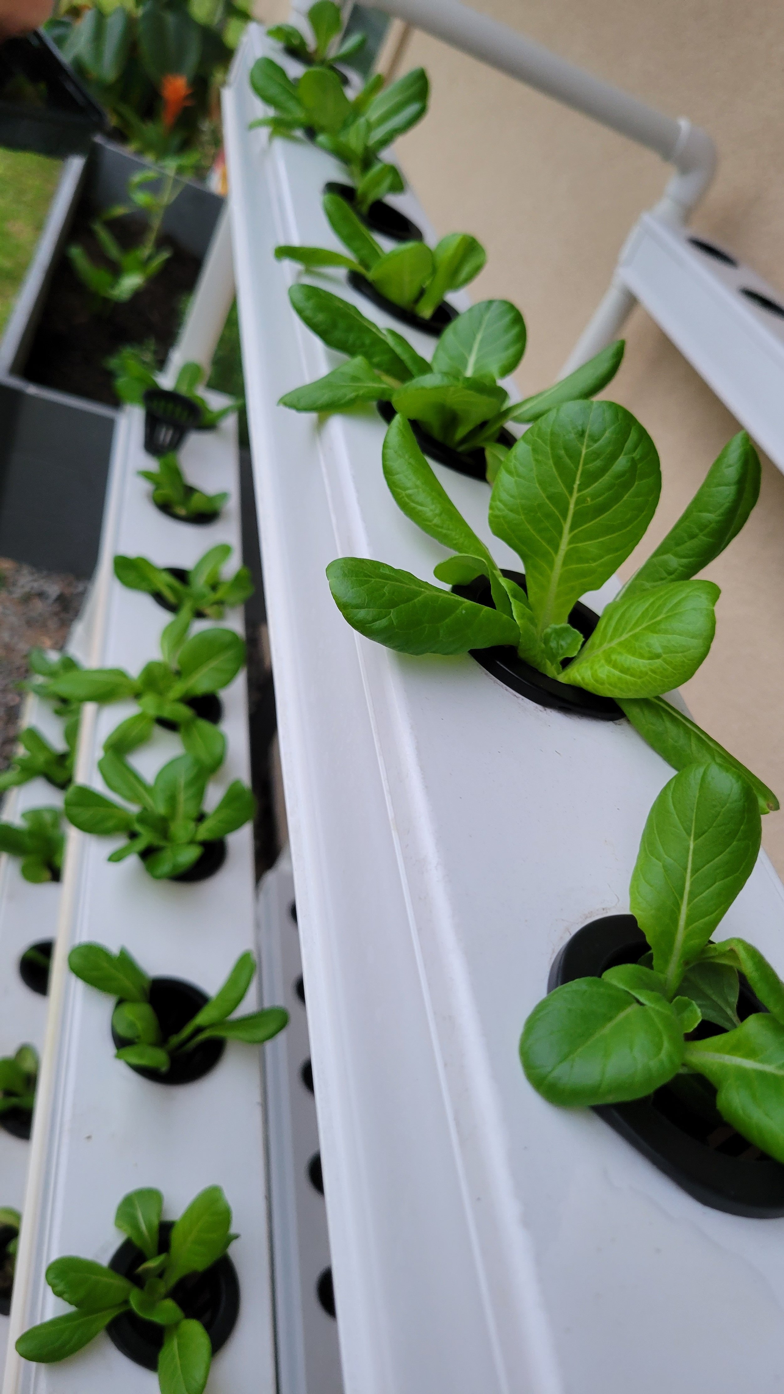 How to Make a Simple Hydroponic System: A DIY Guide