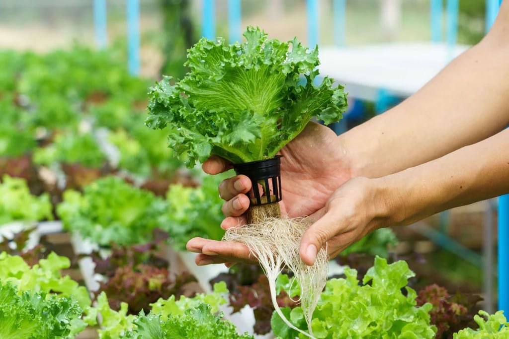 Introduction to Hydroponics