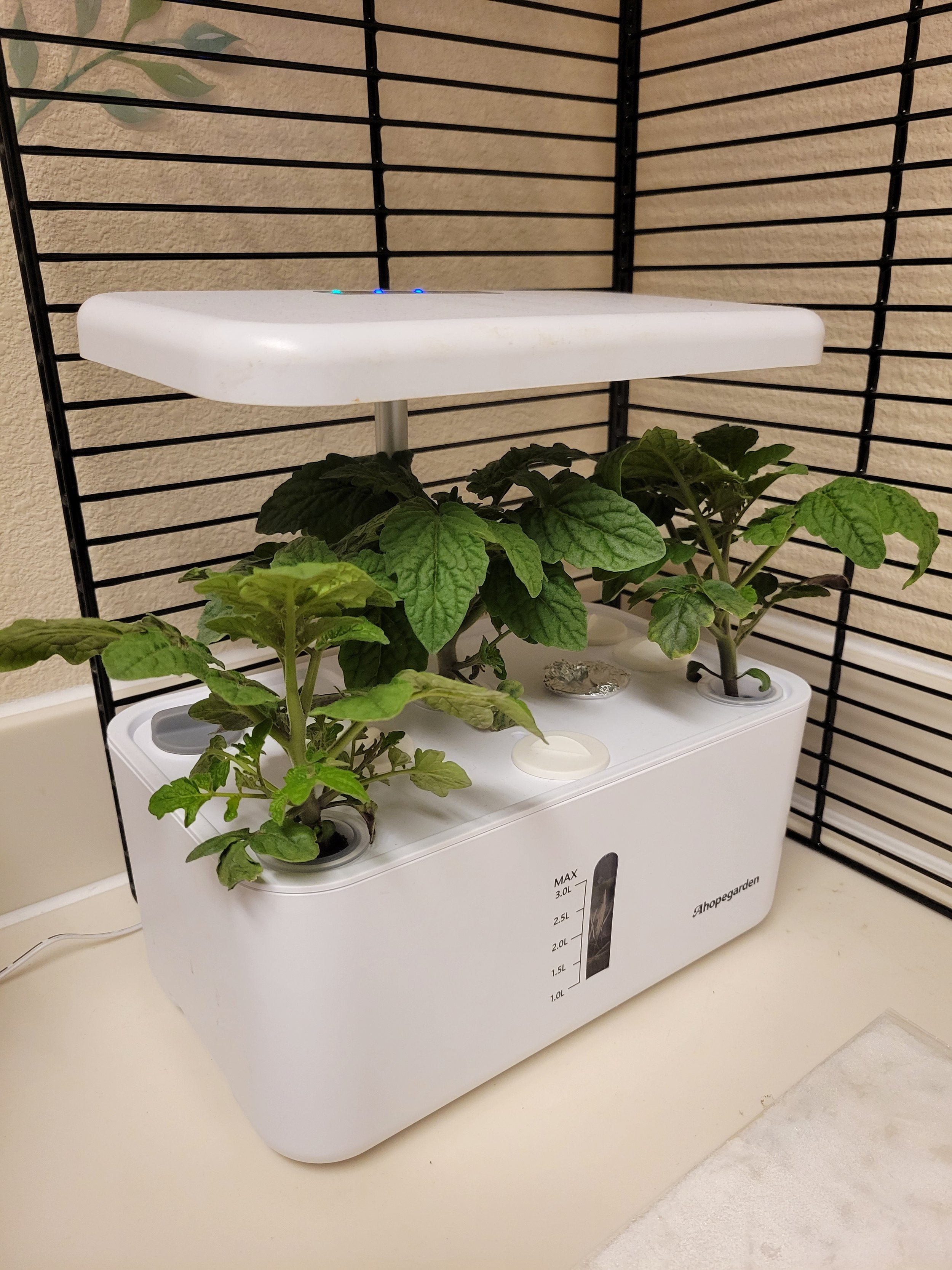 Indoor Gardening: Growing Various Plants Hydroponically